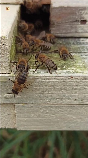 Best Honey Bee Sound 🐝