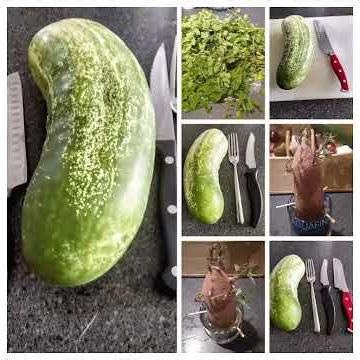 Garden Organic Produce At Home