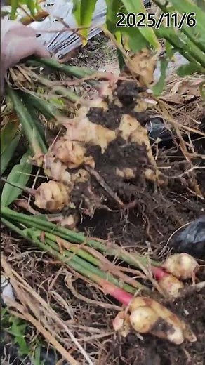 Ginger harvest #ginger #harvesting #homegardening #howtogrow