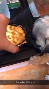 35K views · 2.5K reactions | Dogs and cheese #dog #funny #funnyanimals #funnypets #animals #dogsofttiktok #pet #foryou #longervideos #fblifestyle #spooky #cattle #conservationefforts #comedysketch #lostpet #relationshiphumor #maledog #wildlifeconservation #petsearch #petbehavior | FunniesPets | Facebook