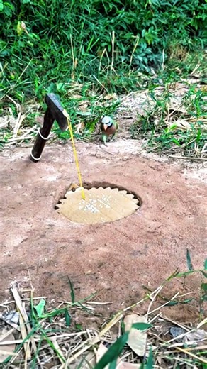 How to Make a Bird Trap | Easy Cardboard Bird Trap DIY | Unique Homemade Trap