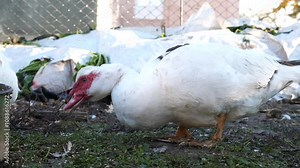 Domestic ducks on the farm. Care and breeding of ducks.