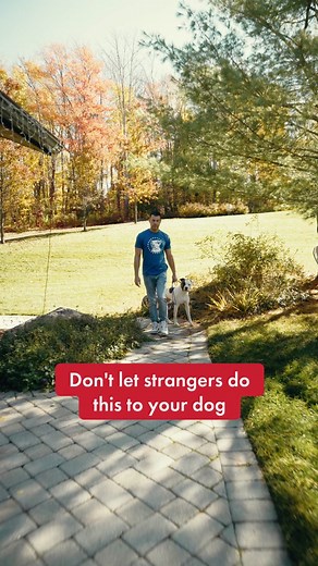 Dog Walking Etiquette: How to Handle Strangers Approaching Your Dog