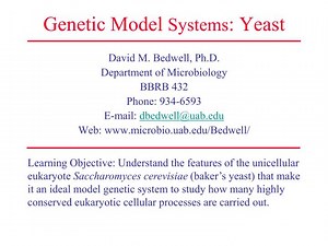 Genetic Model Systems : Yeast - SlideServe