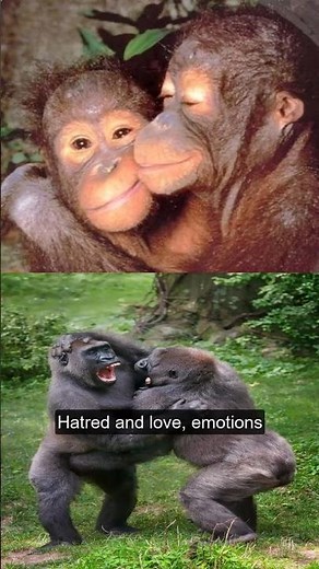 06_4 - Our 8 Basic Emotions - Love and Hate