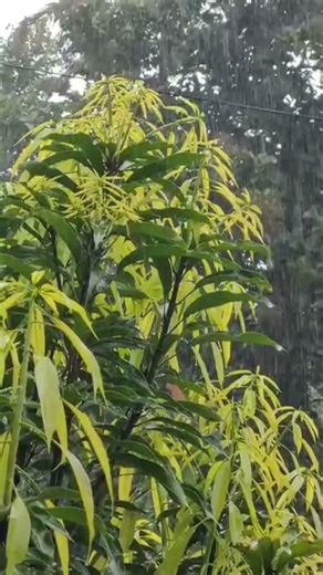 Beautiful Rain Falling | Peaceful Nature Short 🌧️✨