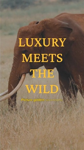 Imagine Waking Up on a Luxury Safari in Tanzania 🦁🇹🇿