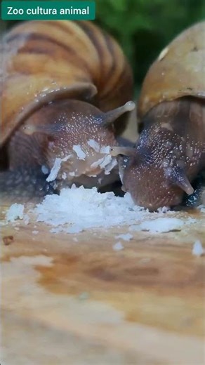 Snails Have Thousands of Teeth