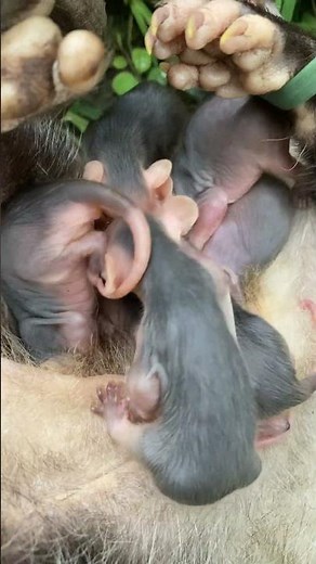 9 Baby Opossum Survived in Their Mom's Pouch