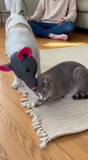 Dog Uses Rat Mask for Epic Cat Prank