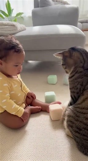 Baby Said “No”… The Tabby Cat Didn’t Listen 😭