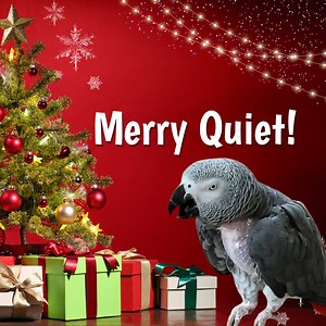 35K views · 1.6K reactions | Move over, "Silent Night"—Einstein is...