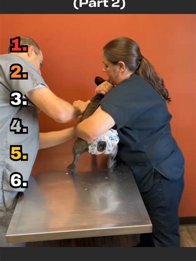 Hilarious Dog Reactions at the Vet: Part 2