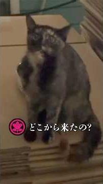 The Unexpected Behavior of the Tortie Cat