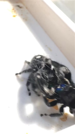 Phidippus audux pairing: This boy has his own style involving BDSM Update: she laid eggs!!! Let’s hope it worked and Gorilla will be a proud daddy! | Web Candy LLC