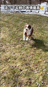 牧羊犬の0→100ダッシュ#オーストラリアンシェパード#かわいい犬 #癒し#大型犬