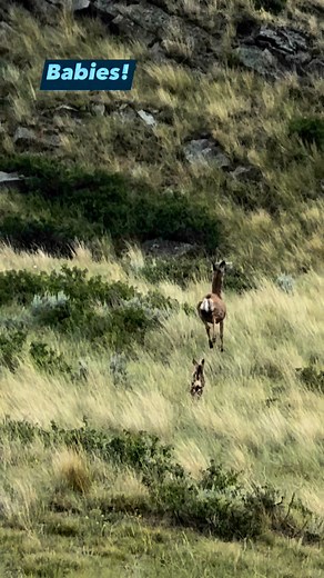 3.3K views · 86 reactions | Doe, a deer, and her new baby! Livestreammt.com #montana #hunting #deer #venison #disney | Live Stream Montana | Facebook