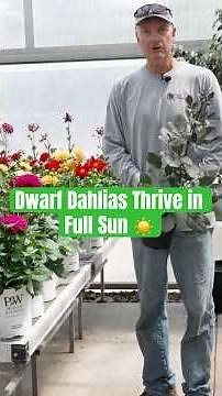 Favorite Dwarf Dahlias for Summer Color | Thrive in Full Sun