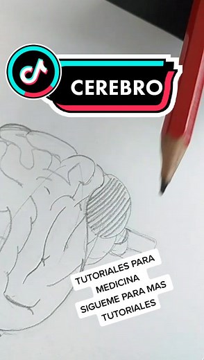Cómo Dibujar un Cerebro: Tutorial Paso a Paso