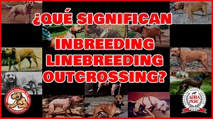 1.6K views · 38 reactions | Apbt Peru on Reels | Facebook