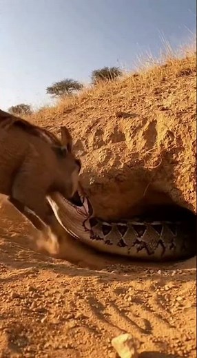 "Warthog vs Python 🐗🐍"