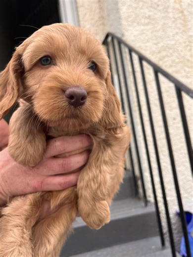 The newest member of our family - Noah Walton 🐾 We can’t wait to bring you home baby boy 🐶 #cockapoo #F2cockapoo #cockapoopuppy #familydog
