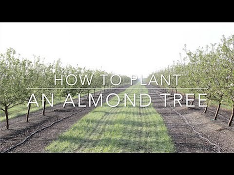 Duarte Nursery: How to Plant an Almond Tree