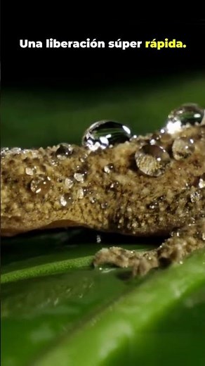 Secretos del Reino Animal: Gecko #animales