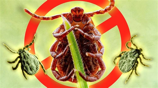 The one medicine cabinet staple that will eliminate ticks for good