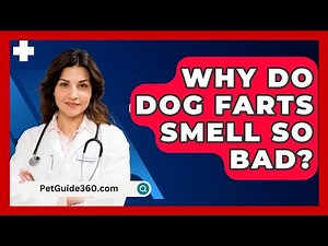 Why Do Dog Farts Smell So Bad? - PetGuide360.com