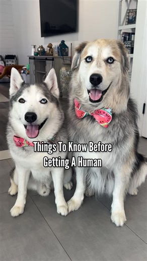 Champ & Tyson on Instagram: "#ad Decoding your pet’s poop doesn’t have to stink! 😷💩 Download @zoetispetcare’s “Dog and Cat Poop Chart” to learn what to look out for, what colors correspond to certain conditions, what parasites look like and when it’s time to see a vet. #ThisIsPetcare Link in bio #dogs #huskies #goldenretriever #goberian #cutedogs #mixbreeddogs #siberianhuskies"