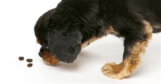 Don’t Like Eating Insects? Your Pet Might.