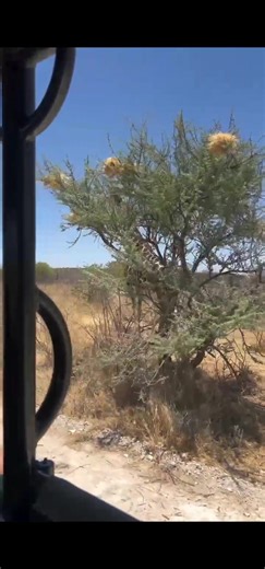 188K views · 5.7K reactions | � Step into the Wild with Curious Safaris � Luxury game drives, golden sunsets, and stories you’ll tell for a lifetime—your dream African adventure starts here. �� Let’s turn “someday” into right now. #CuriousSafaris #LuxurySafariExperience #ExploreEastAfrica #BigFiveAdventure #TravelBeyondOrdinary | Duncan Lyon | Facebook