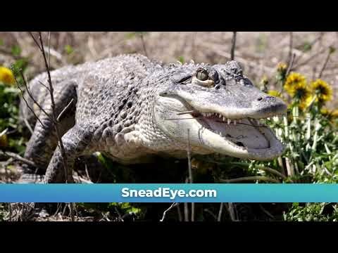 Snead Eye Group - Alligator Commercial