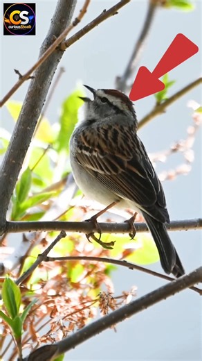 Why Are Sparrows Disappearing? 😢 The Shocking Truth About House Sparrow | Save Sparrows#shorts