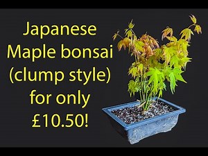 How to make a stunning Japanese maple clump style bonsai for only £10.50