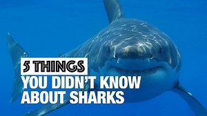 Is it Shark Week yet? | storyful