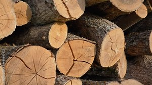 Ash tree and oak logs are piled at the edge of the field to dry.