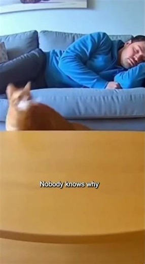 Cat Carefully Moves Candle While Owner Sleeps