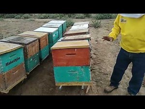 Technique for Multiplying Beehives