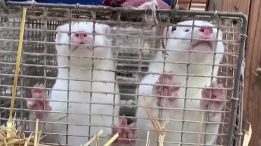 Covid outbreaks on mink farms stir controversy among scientists