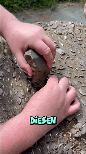 Warum hämmern die Leute Münzen in diesen Baum? 🌲 #kurzvideo