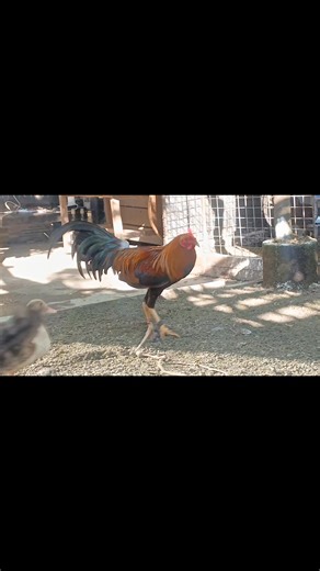 2K views · 86 reactions | 6 months old sweater 5k line #highlightseveryone | Sweater Line | Facebook