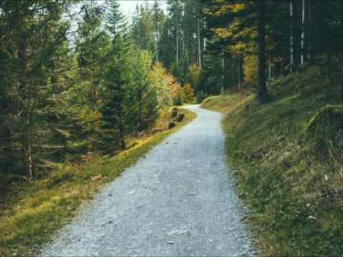 Footsteps in Forest Sound Effect