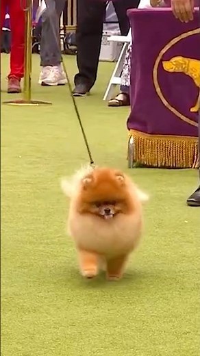 Tiny build, big spirit #pomeranian