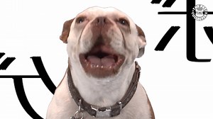 Me during the Game of Thrones intro every time: | The Pet Collective