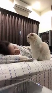 368K views · 848 shares | If your pet loves you like this, then why...