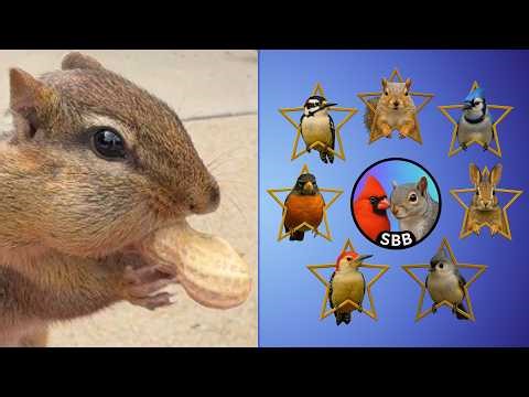 Backyard Wildlife All Stars LIVE (4K) | Squirrels, Birds, Chipmunks & More