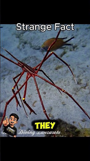 This Crab Looks Like a Giant Spider 😨#strange #facts #ocean #spider #arrow #crab