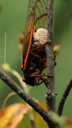 88K views · 1.2K reactions | When billions of cicadas emerge from the ground this spring in the U.S., many will be the unwitting hosts of this fungus that eats them from the inside out and turns them into sex-crazed zombies. The parasitic Massospora fungus is waiting to infect them, take over their bodies, and keep them just alive enough to spread the disease to their mates during reproduction. Find out more: https://on.natgeo.com/3wohv6v | National Geographic | Facebook
